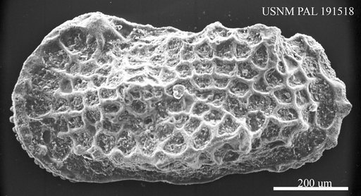 Oertliella sp.