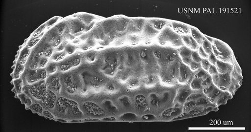 Genus indet. sp. indet.