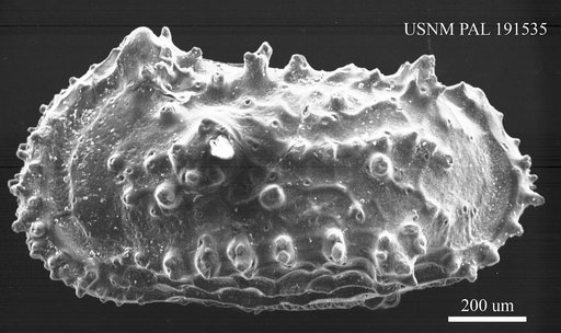 Genus indet. sp. indet.