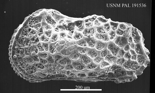 Genus indet. sp. indet.