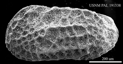 Genus indet. sp. indet.
