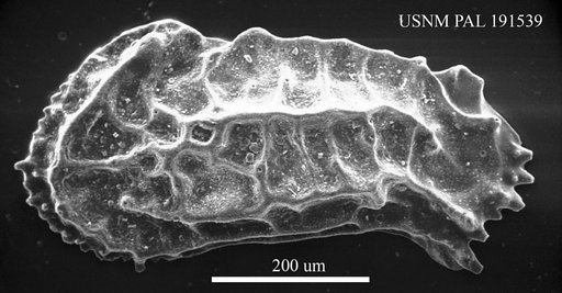Genus indet. sp. indet.