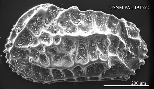 Genus indet. sp. indet.