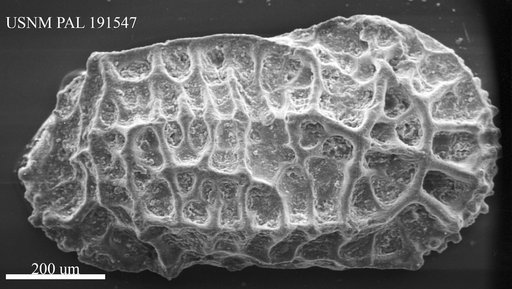 Oblitacythereis (Paleoblitacythereis) sp Benson
