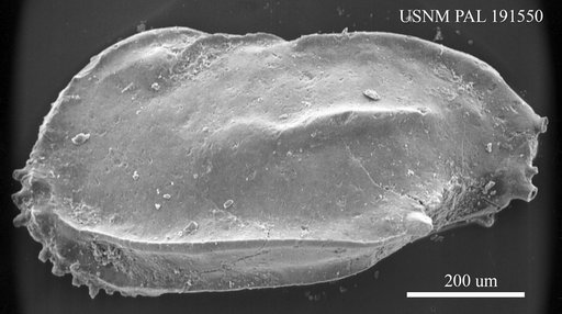 Ruggieria sp.