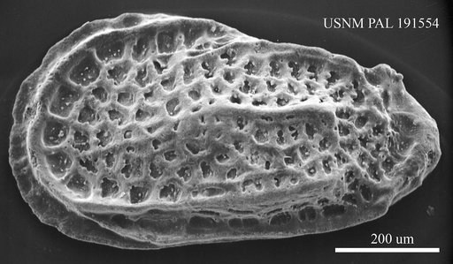 Trachyleberidea sp.