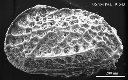 Genus indet. sp. indet.