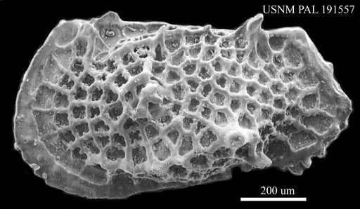 Genus indet. sp. indet.