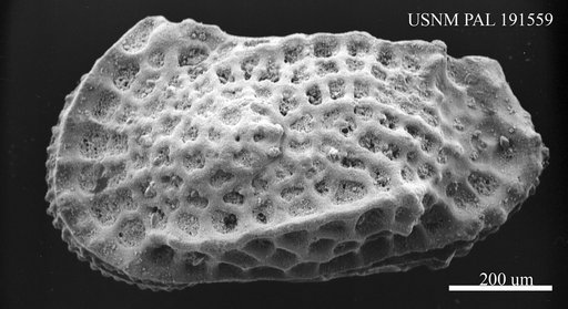 Genus indet. sp. indet.