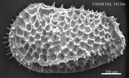 Genus indet. sp. indet.