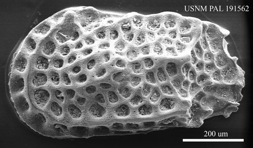 Genus indet. sp. indet.