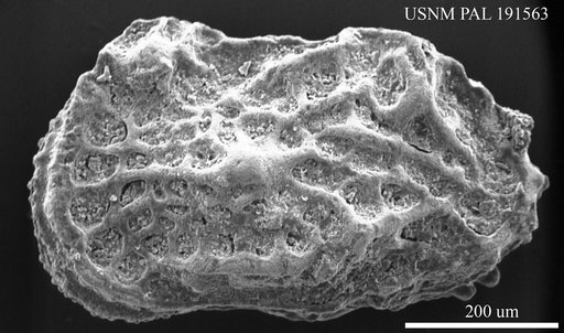 Genus indet. sp. indet.