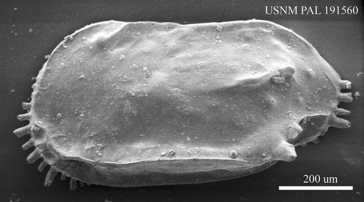 Ruggieria sp.