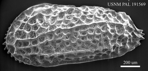 Falunia sp.