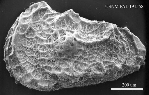 Genus indet. sp. indet.