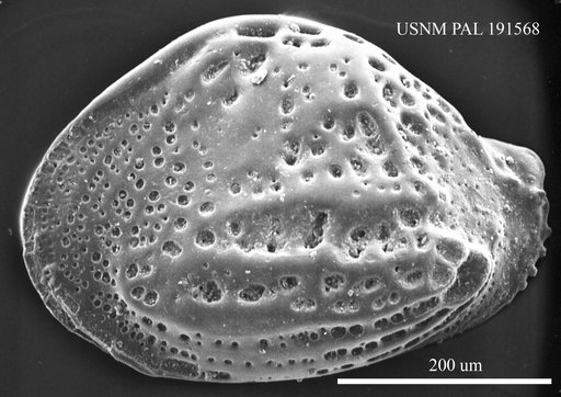 Buntonia sublatissima Bizon, 1974