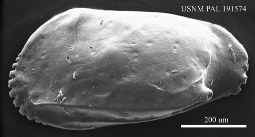Ruggieria sp.