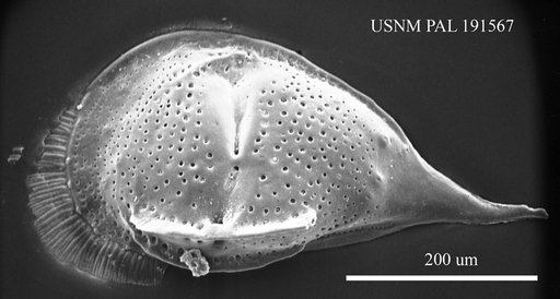 Paijenborchella sp.