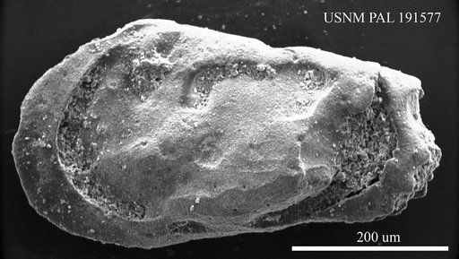 Occultocythereis sp