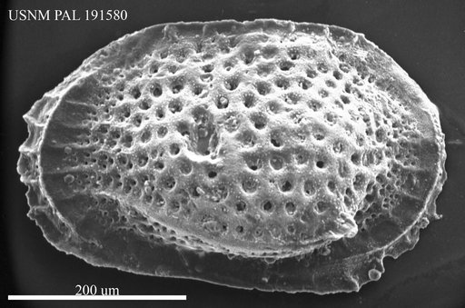 Cytheropteron sp.