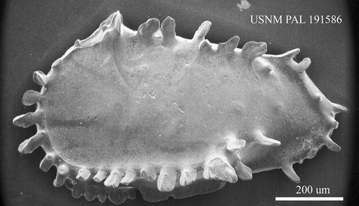 Pterygocythereis cornuta (Roemer)