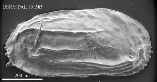 Ruggieria sp.