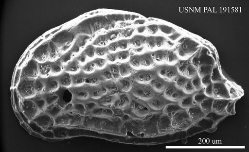 Aurila sp.