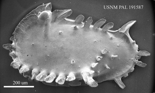 Pterygocythereis sp