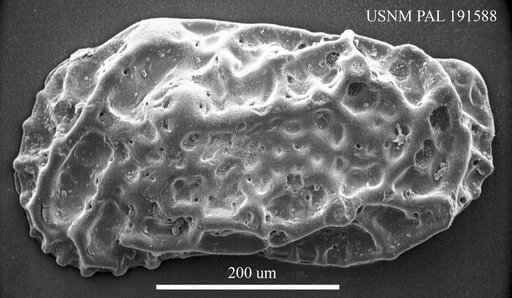 Callistocythere sp.