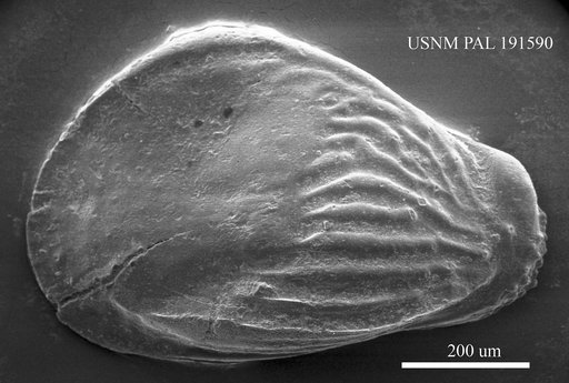 Quasibuntonia radiatopora (Seguenza, 1880)
