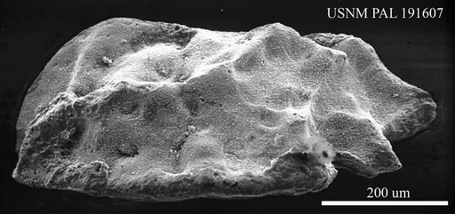 Paracytheridea sp.