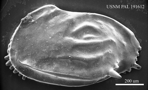 Ruggieria palpebralis Ruggieri, 1960