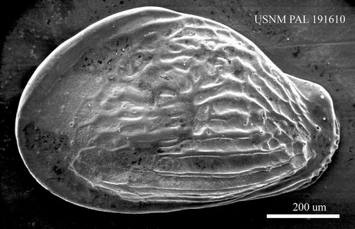 Quasibuntonia radiatopora (Seguenza, 1880)