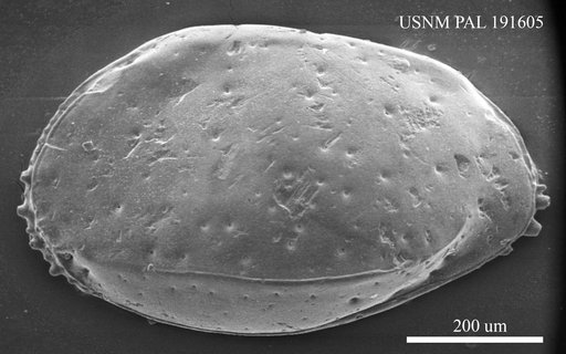 Incongruellina neuhofenensis Witt, 1967