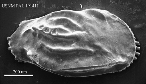 Ruggieria palpebralis Ruggieri, 1960