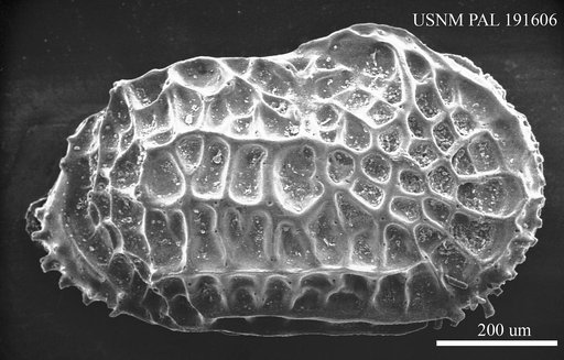 Oblitacythereis (Paleoblitacythereis) sp Benson