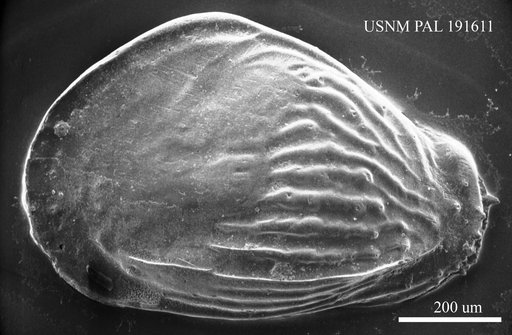 Quasibuntonia radiatopora (Seguenza, 1880)