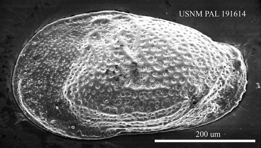 Buntonia sublatissima Bizon, 1974
