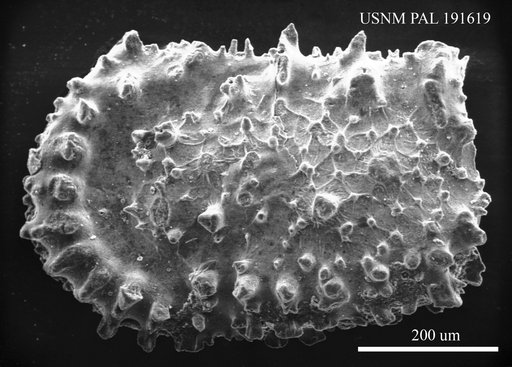 Hyphalocythere sp.