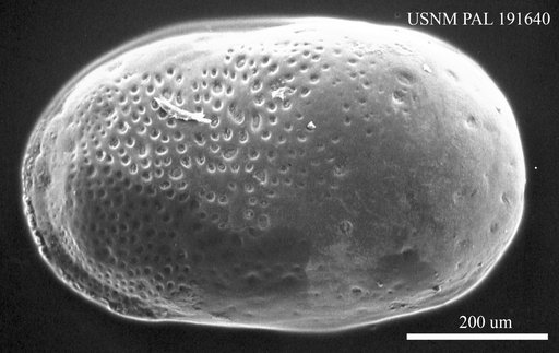 Neocyprideis (Miocyprideis) janoscheki (Kollman, 1960)