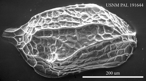Cytherura filiformis Reuss
