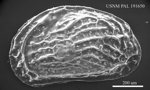 Hemicytheria loerentheyi pannonica (Mehes)