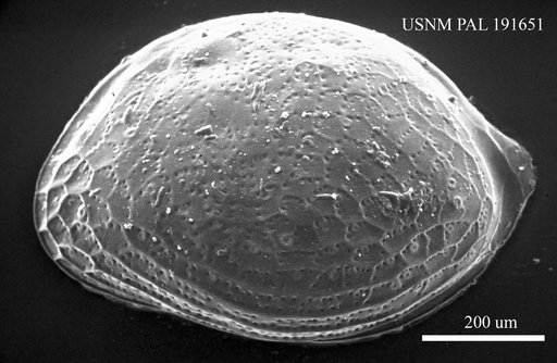 Eocytheropteron aff. inflata (Schneider, 1949)