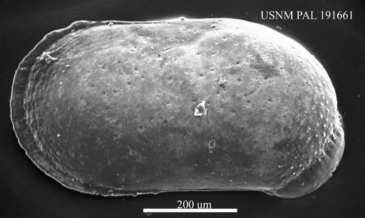Cytherella pestiensis postdenticulata Oertli, 1961