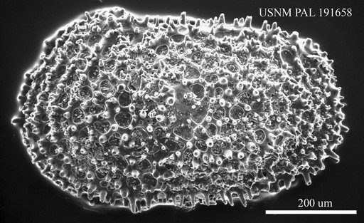Henryhowella asperrima (Reuss, 1850)