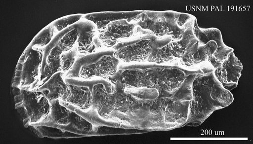Cnestocythere truncata (Reuss, 1850)