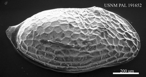 Eocytheropteron inflata (Schneider, 1949)