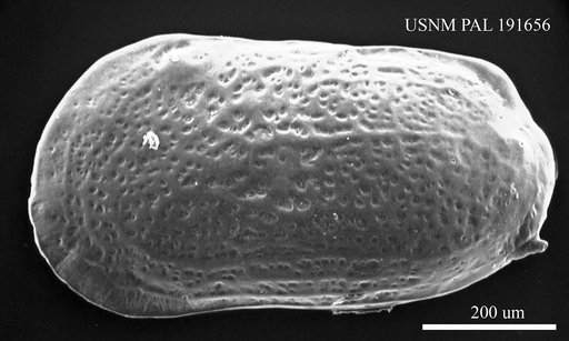 Falunia spinulosa (Reuss, 1850)