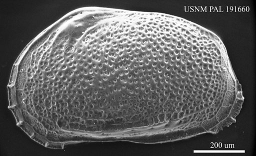 Hemicytheria folliculosa (Reuss, 1850)