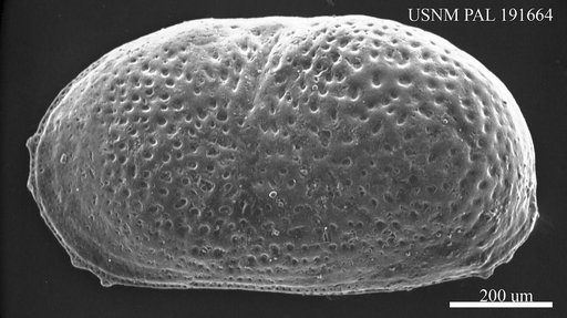 Cyprideis panni